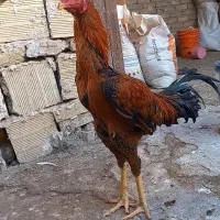 تخم نطفه دار لاری|حیوانات مزرعه|مشهد, عباس‌آباد|دیوار