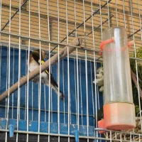 سهره ماده دونسته درجه یک|پرنده|اصفهان, تیران|دیوار