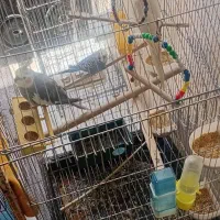 عروس هلندی بالغ