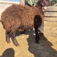دامپروری سید باتمامی نژاد‌ها بره بومی گوسفندوشیشک