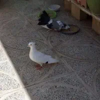 کبوتر گم شده
