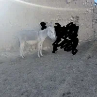۳تا خر (الاغ)نر وماده