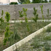 ۳۵۰ متر فشند|فروش زمین و ملک کلنگی|هشتگرد, فشند|دیوار