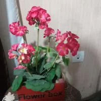 گلها فروشی|گل مصنوعی|شاهرود, |دیوار