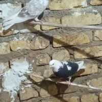 کفتر|پرنده|آران و بیدگل, |دیوار