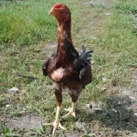 جوجه لاری|حیوانات مزرعه|رشت, حمیدیان|دیوار