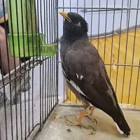 مرغ مینا گم شده