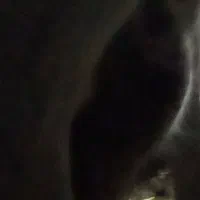 فروش بزسانن 5کیلوشیرضمانتی وتکه کل 60میلیون|حیوانات مزرعه|شهمیرزاد, |دیوار