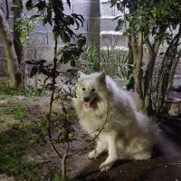 سگ سامویید|سگ|رشت, جانبازان|دیوار