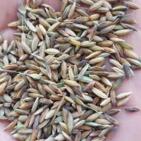 خریدار شلتوک بالاترین قیمت