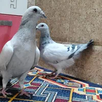 سرگرمی و فراغت|پرنده|زرین دشت (فارس), |دیوار