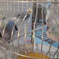 سه عدد عروس بازی گوش|پرنده|نسیم‌شهر, |دیوار