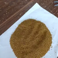 بذر یونجه بوجاری شده