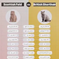 بچه بیریتیشین اسکاتیش/ ۲ماه /خالص/ اپارتمانی|گربه|کرج, فاز ۳ مهرشهر|دیوار