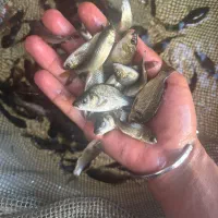 بچهماهیکپور اصلاح شده|ماهی|قم, ارم|دیوار