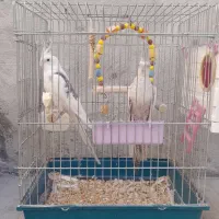 طوطی عروس|پرنده|اردبیل, |دیوار