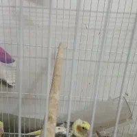 عروس هلندی|پرنده|مشهد, ایثار|دیوار