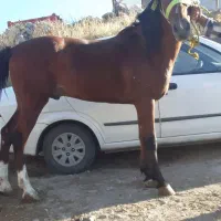 اسب نریان  آرام