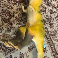 عروسک تیرکس چرمی
