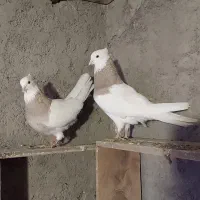 کبوتر طوقی