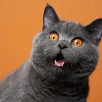 گربه به سرپرستی میگیرم