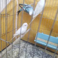 مرغ عشق  کار داده با جوجه