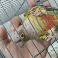 گرینچیک سخنگو دستی