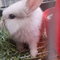 خرگوش  لوپ چشم رنگی