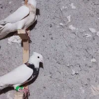 کفتر در پرنده