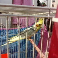 عروس هلندی جفت با جوجه|پرنده|تربتحیدریه, طالقانی|دیوار