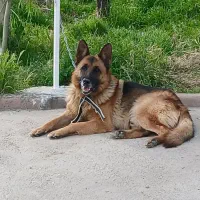 سگ ژرمن شپرد