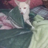 پیدا شده|حیوانات|رباطکریم, کیکاور|دیوار