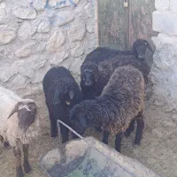 ۵ راس بره ماده گله ای ( قره بلاغ)