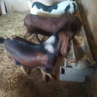 بزغاله پاکستانی|حیوانات مزرعه|ساری, |دیوار