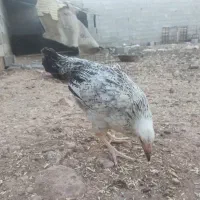 9عدد مرغ و جوجه|حیوانات مزرعه|شیراز, داریون|دیوار