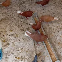 کبوتر سرخ دمی و طوقی