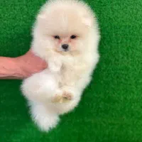 پامر خرسی عروسکی تیکاپ