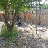 تعدادی کبوتر خوشگل|پرنده|حمیل, |دیوار