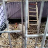 جفت طوطی برزیلی مولد|پرنده|بومهن, |دیوار