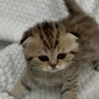 بریتیش اسکاتیش  گلد صورت شامپاینی