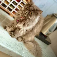 گربه پرشین زیبا و با ادب