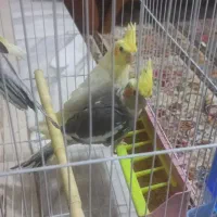 عروس هلندی