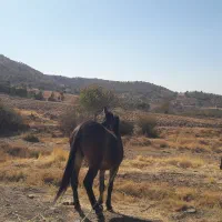 قاطر فروشی|حیوانات مزرعه|نمشیر, |دیوار