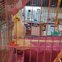 عروس هلندی|پرنده|سهند, |دیوار