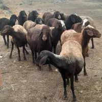 ۱۲عددگوسفند جوتن تا شیشک