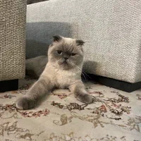 پرشین فولد سوپر فلت