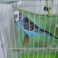 مرغ عشق انگلیسی