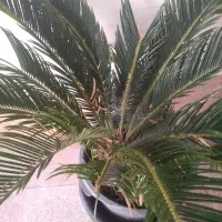 گل طبیعی سیکاس