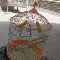 دو عدد طوطی برزیلی