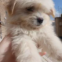 واگذاری سگ|سگ|تربت جام, والفجر|دیوار